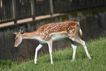 Biche au parc