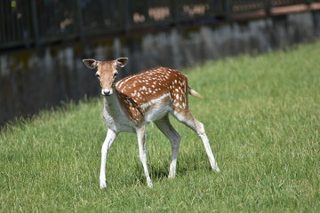 Biche au parc