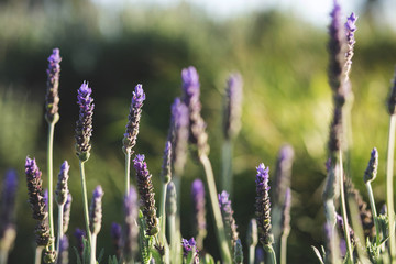 Lavender flowers background.