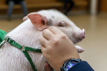 Cute little pig on a leash.