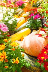 Seasonal farmers market goods display. Colorful pumpkin for autumn holiday decorations at the agriculture fair. Harvest concept.