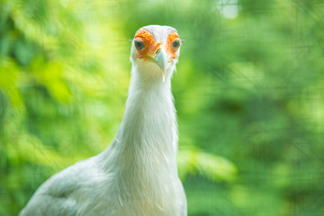 Secretarybird at Prague zoo background