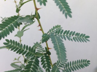 green fern leaves