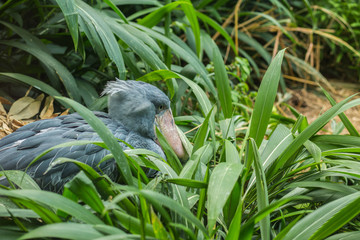 Shoebill bird at Prague zoo