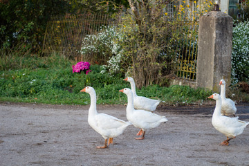 Gänse am Biobauerhof