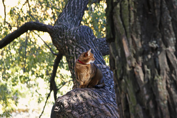 cat on tree