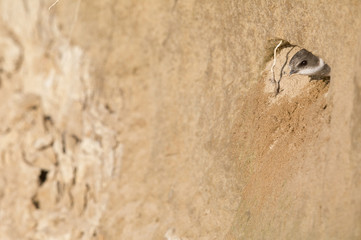 An adult sand martin (Riparia riparia) sticking its head out of its nest at the coast in Hundested Denmark. The sand has an warm brown colour
