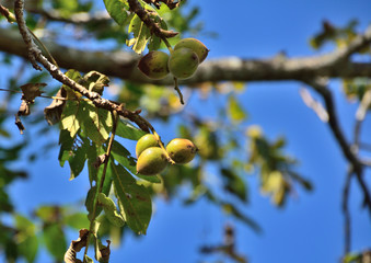 クルミの木に果樹が実る