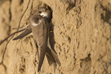 An couple of adult sand martins (Riparia riparia) resting on sand near its nest at the coast in...
