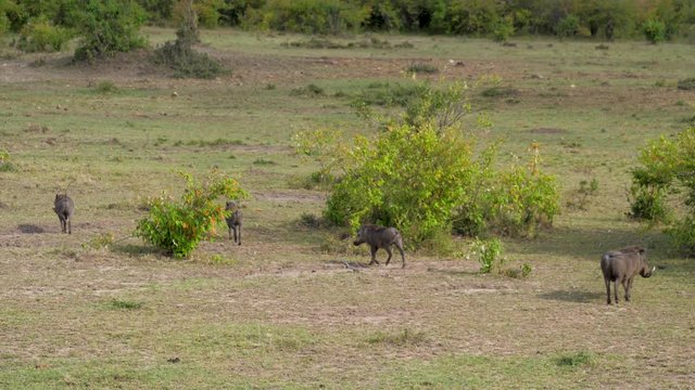 Warthogs Run Away To The Sides On A Green Pasture In The African Savannah