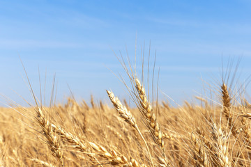 Golden yellow wheat ears on field against the blue sky.The rye crop (Secale cereale) close-up