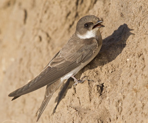 An adult sand martin (Riparia riparia) resting on sand near its nest at the coast in Denmark.