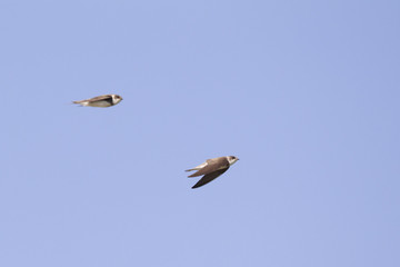 Two adult sand martins (Riparia riparia) flying in high speed next to eachother.