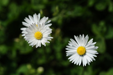Fototapeta premium Macro white flower