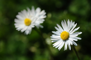 Obraz na płótnie Canvas Macro white flower