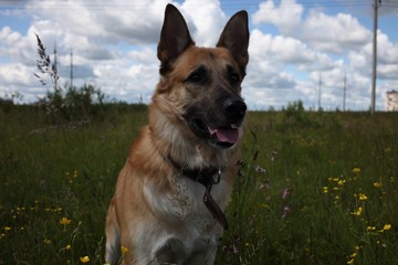 Dog