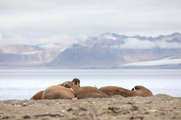 Fototapeta na wymiar Herd of walruses lounging on the beach in Isfjorden, Svalbard.