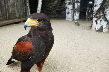 Predatory bird in the aviary