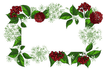 Flower card design template with place for your text Realistic Botanical color ink sketch of ginseng isolated on white background Floral chinese medicine herbs collection