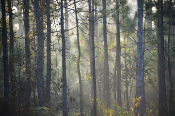 close up of trees in the forest