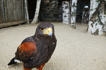 Predatory bird in the aviary
