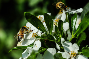bee macro