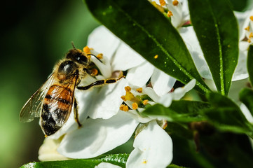 Bee macro