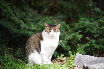 cute lovely street cat