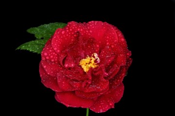 red rose flower in dew drops