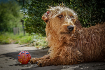 Beautiful wirehaired dachshund relaxing on the terrace