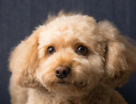 Cavapoo Puppy