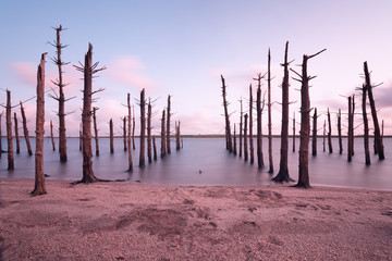 colliford lake old trees in the water cornwall england uk 