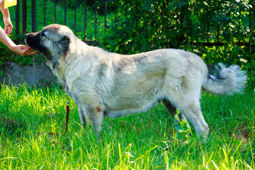 Dog breed Alabai