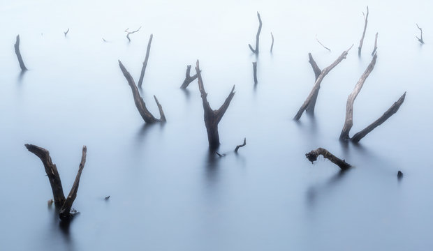 Colliford Lake Old Trees In The Water Cornwall England Uk 