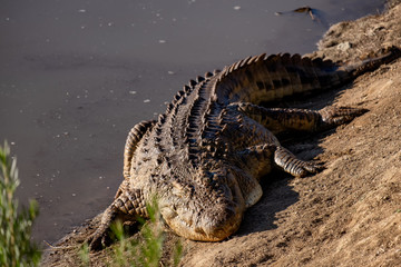 Crocodile