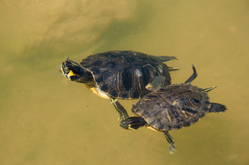 La coppia di tartarughe nuota insieme in un lago a Roma