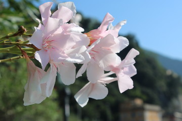 Fiore di oleandro bianco Nerium oleander