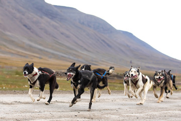 A herd of very exited huskies pulling a dog cart. Longyearbyen, Svalbard.
