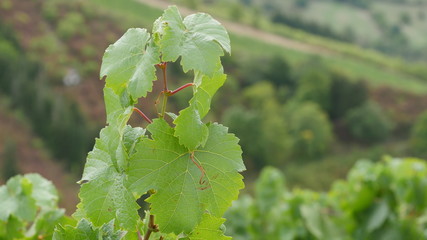 Wine leaves