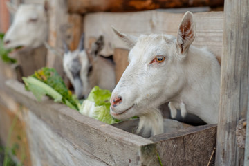 goat eating close up