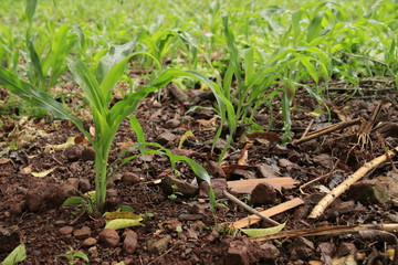 Obraz premium onions growing in the garden