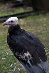 portrait of a vulture