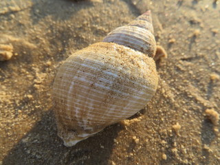 sea shell on the beach