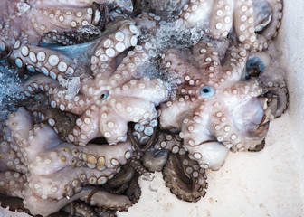 Tintenfisch frisch gefangen