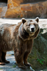 Fototapeta na wymiar brown bear in the zoo