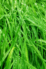 Fototapeta na wymiar Water drops on fresh green grass background. Green grass background. 