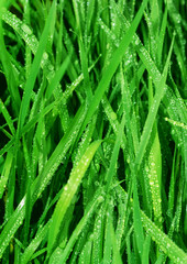 Water drops on fresh green grass background. Green grass background.   