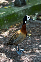 mallard duck