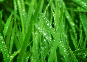 Fototapeta na wymiar Water drops on fresh green grass background. Green grass background. 