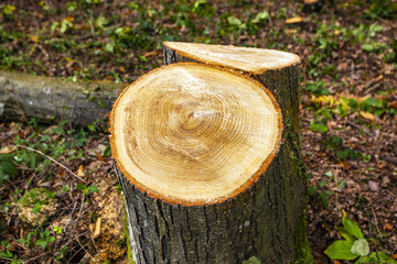 Tree rings of thirty-year old sweet chestnut tree in Fore Wood, Crowhurst, East Sussex, England